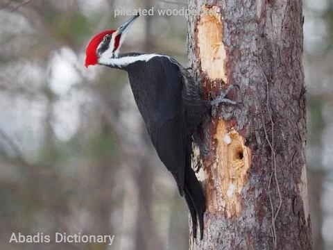 pileated woodpecker